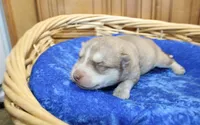 AKC Nill Red and White with Blue Eyes Male, a male Siberian Husky for sale in Evans, WA – 8 of 8