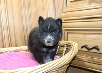AKC Alesya Female Blue Eyes Husky, a female Siberian Husky for sale in Evans, WA – 4 of 6
