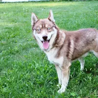 Ruby Red Boy - Blue Eyes, a male Siberian Husky for sale in Evans, WA – Photo 5 of 8
