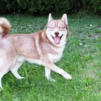 Ruby Red Boy - Blue Eyes, a male Siberian Husky for sale in Evans, WA – Photo 7 of 8