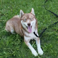 Ruby Red Boy - Blue Eyes, a male Siberian Husky for sale in Evans, WA – Photo 3 of 8