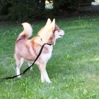 Ruby Red Boy - Blue Eyes, a male Siberian Husky for sale in Evans, WA – Photo 2 of 8