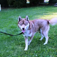 Ruby Red Boy - Blue Eyes, a male Siberian Husky for sale in Evans, WA – Photo 4 of 8