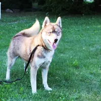 Ruby Red Boy - Blue Eyes, a male Siberian Husky for sale in Evans, WA – Photo 1 of 8