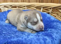 AKC Narik Red and White with Blue Eyes Male, a male Siberian Husky for sale in Evans, WA – 3 of 7