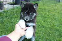 AKC Alesya Female Blue Eyes Husky, a female Siberian Husky for sale in Evans, WA – 6 of 10