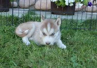 AKC Alia - Red Blue Eyes Girl, a female Siberian Husky for sale in Evans, WA – Photo 8 of 10