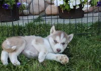 AKC Alia - Red Blue Eyes Girl, a female Siberian Husky for sale in Evans, WA – Photo 4 of 10