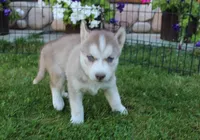AKC Alia - Red Blue Eyes Girl, a female Siberian Husky for sale in Evans, WA – Photo 5 of 10
