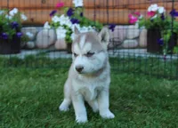 AKC Alia - Red Blue Eyes Girl, a female Siberian Husky for sale in Evans, WA – Photo 1 of 10