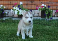 AKC Alia - Red Blue Eyes Girl, a female Siberian Husky for sale in Evans, WA – Photo 2 of 10