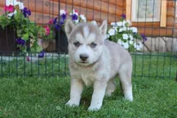 AKC Alia - Red Blue Eyes Girl, a female Siberian Husky for sale in Evans, WA – Photo 6 of 10