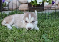 AKC Alia - Red Blue Eyes Girl, a female Siberian Husky for sale in Evans, WA – Photo 7 of 10