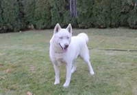 AKC Alia - Red Blue Eyes Girl, a female Siberian Husky for sale in Evans, WA – Photo 9 of 10