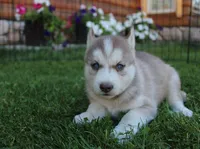 AKC Alia - Red Blue Eyes Girl, a female Siberian Husky for sale in Evans, WA – Photo 3 of 10