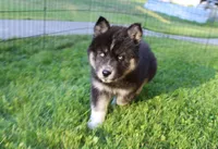AKC Alesya Female Blue Eyes Husky, a female Siberian Husky for sale in Evans, WA – 7 of 10