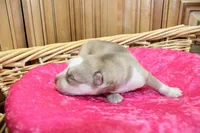 AKC Nelya Red and White with Blue Eyes Female, a female Siberian Husky for sale in Evans, WA – 5 of 7