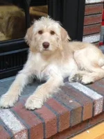 Bear, a male Labradoodle for sale in Ghent, NY – 9 of 10