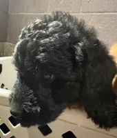 R2, a male Labradoodle for sale in Ghent, NY – 5 of 8