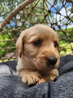 Duke, a male Labradoodle for sale in Ghent, NY – 7 of 7