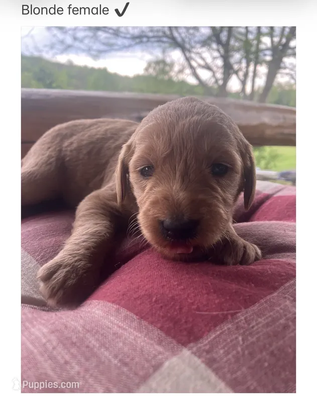 Buddy – Labradoodle puppy for sale in Ghent, NY