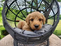 Buddy, a male Labradoodle for sale in Ghent, NY – 7 of 9