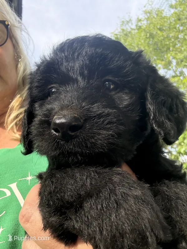 Bear – Labradoodle puppy for sale in Ghent, NY