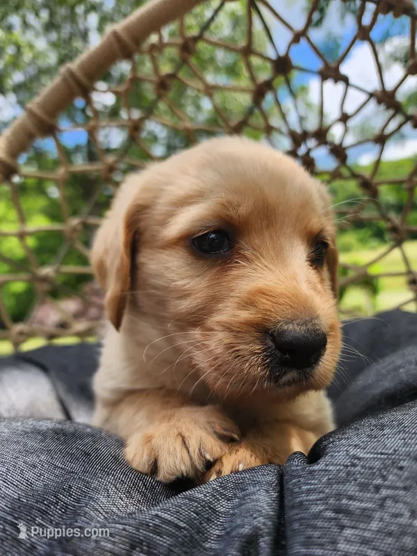Ruger – Labradoodle puppy for sale in Ghent, NY