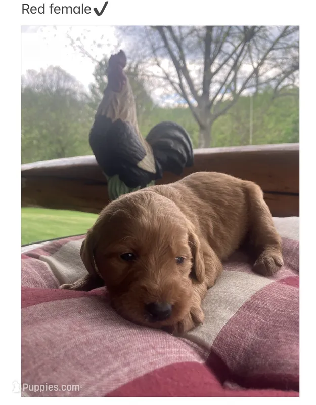 Ginger – Labradoodle puppy for sale in Ghent, NY