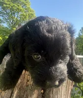 R2, a male Labradoodle for sale in Ghent, NY – 1 of 8