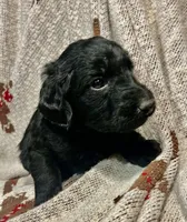 Ginger, a female Labradoodle for sale in Ghent, NY – 8 of 8