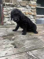 R2, a male Labradoodle for sale in Ghent, NY – 6 of 8