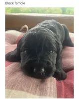 Buddy, a male Labradoodle for sale in Ghent, NY – 3 of 9