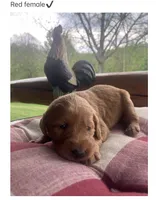 Buddy, a male Labradoodle for sale in Ghent, NY – 4 of 9
