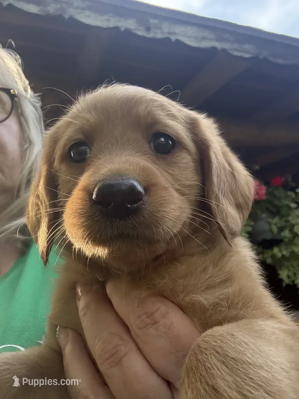 Dutchess – Labradoodle puppy for sale in Ghent, NY