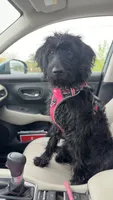 R2, a male Labradoodle for sale in Ghent, NY – 8 of 8