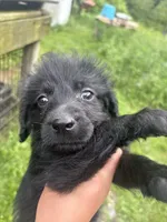 R2, a male Labradoodle for sale in Ghent, NY – 3 of 8