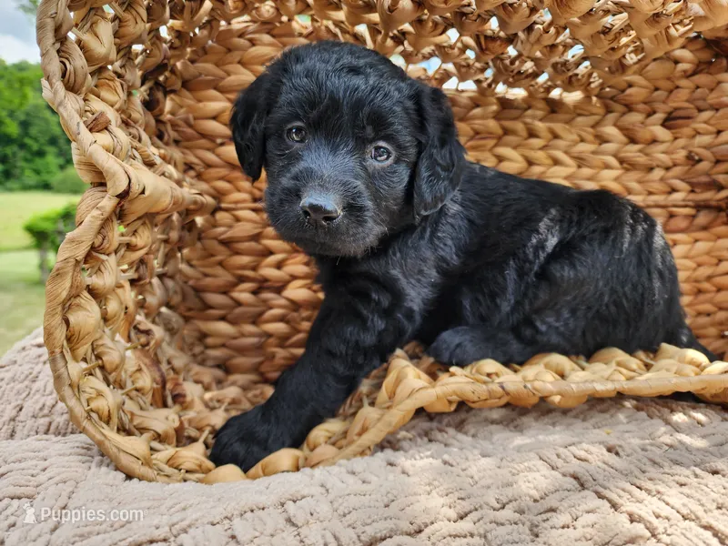 Bear – Labradoodle puppy for sale in Ghent, NY