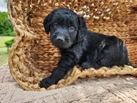Bear, a male Labradoodle for sale in Ghent, NY – 1 of 10