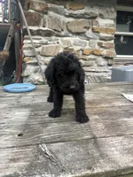 R2, a male Labradoodle for sale in Ghent, NY – 7 of 8