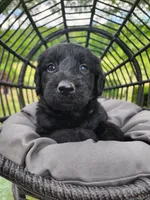 R2, a male Labradoodle for sale in Ghent, NY – 2 of 8