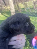 Buddy, a male Labrador Retriever for sale in Ghent, NY – Photo 4 of 8