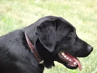 Buddy, a male Labrador Retriever for sale in Ghent, NY – Photo 8 of 8