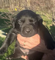 Buddy, a male Labrador Retriever for sale in Ghent, NY – Photo 5 of 8