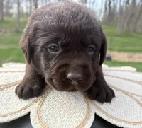 Buddy, a male Labrador Retriever for sale in Ghent, NY – Photo 2 of 8