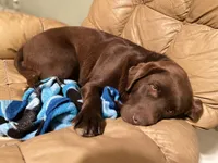 Buddy, a male Labrador Retriever for sale in Ghent, NY – Photo 7 of 8