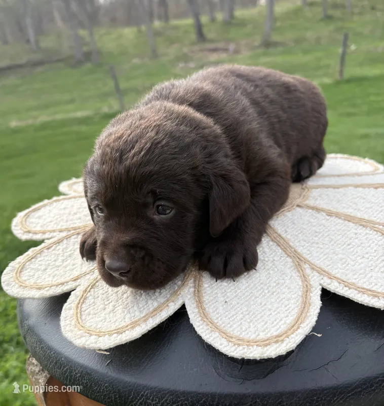Buddy – Labrador Retriever puppy for sale in Ghent, NY