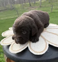 Buddy, a male Labrador Retriever for sale in Ghent, NY – Photo 1 of 8