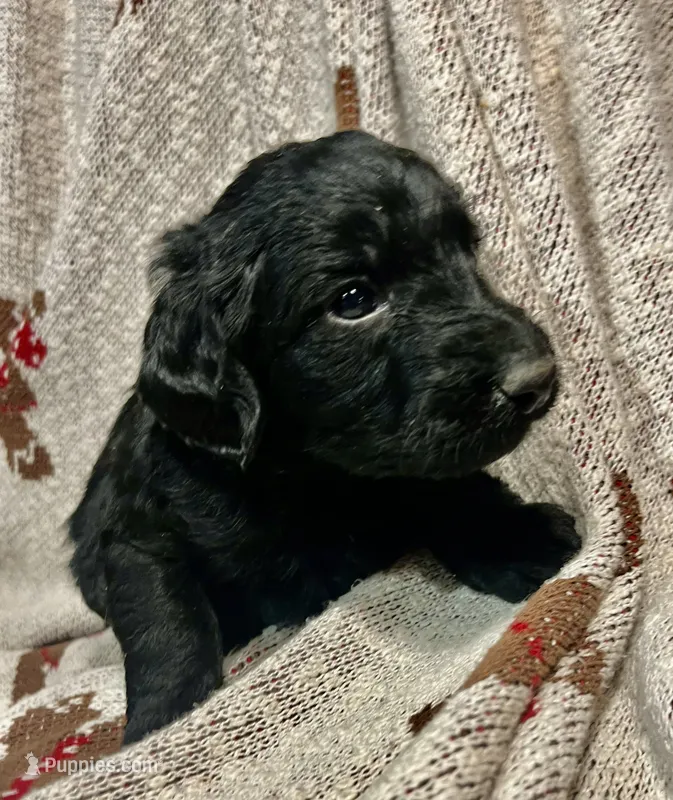 Mable – Labradoodle puppy for sale in Ghent, NY