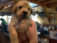 Ginger, a female Labradoodle for sale in Ghent, NY – 4 of 8